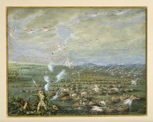 Flamingoskydning i Sydamerika, 1856 (gouache & wc på pap) af George Catlin